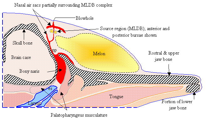 Acoustical Model of the Dolphin Biosonar Emission System